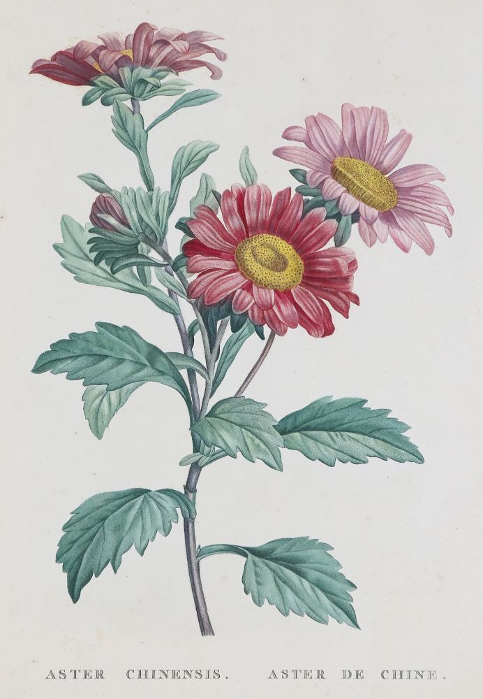 Große Abbildung Nr.2: 136-1432 Rousseau,J.J.: (Botanik)