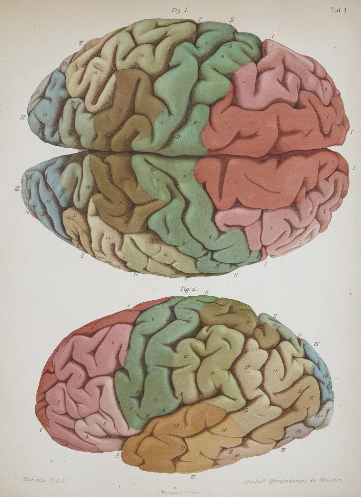 Große Abbildung Nr.1: 136-1447 Bischoff,T.L.W.: (Medizin)