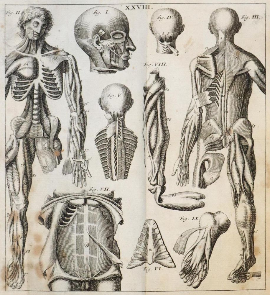 Große Abbildung Nr.4: 136-1474 Keil,C.H.: (Medizin)