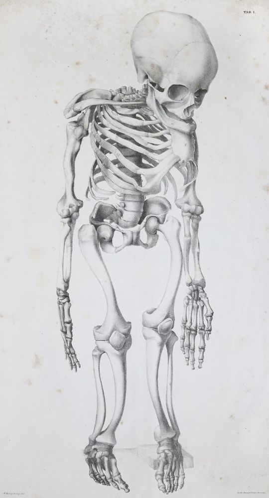 Große Abbildung Nr.1: 136-1486 Mayer,A.F.J.K.: (Medizin)