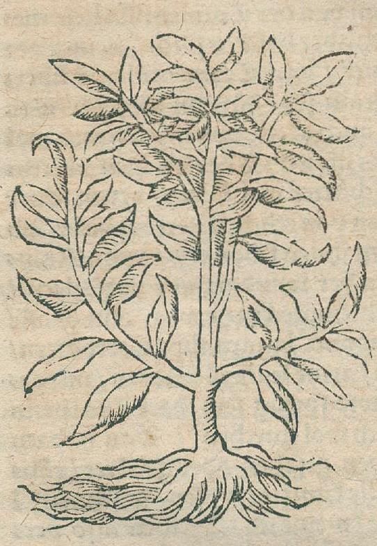 Große Abbildung Nr.5: 136-1494 Pistorius,J.: (Medizin, Pest)
