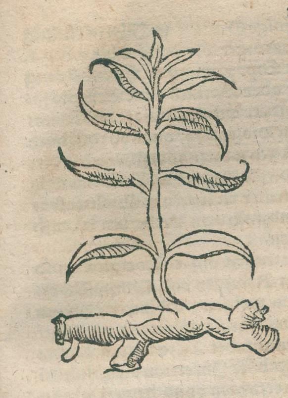 Große Abbildung Nr.6: 136-1494 Pistorius,J.: (Medizin, Pest)