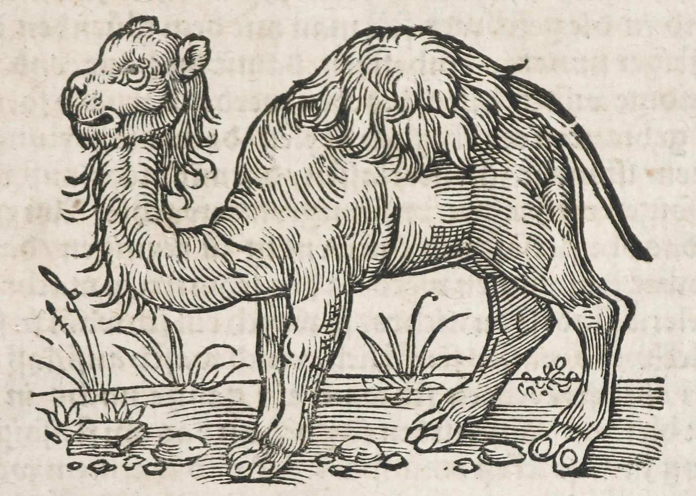 Große Abbildung Nr.2: 136-1528 Vegetius Renatus, F.: (Medizin)