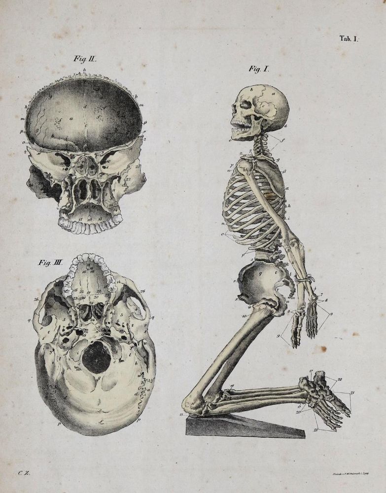Große Abbildung Nr.1: 136-1533 Zimmermann,I.C.E.: (Medizin)