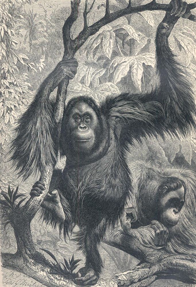 Große Abbildung Nr.1: 136-1534 Brehm,A.E.: (Zoologie)
