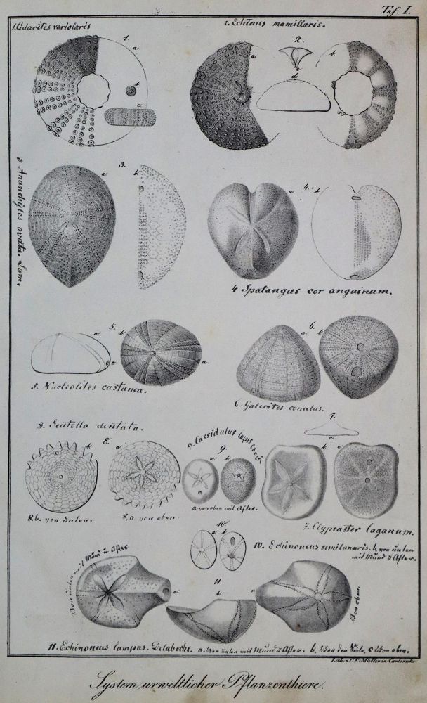 Große Abbildung Nr.1: 136-1535 Bronn,H.G.: (Zoologie)
