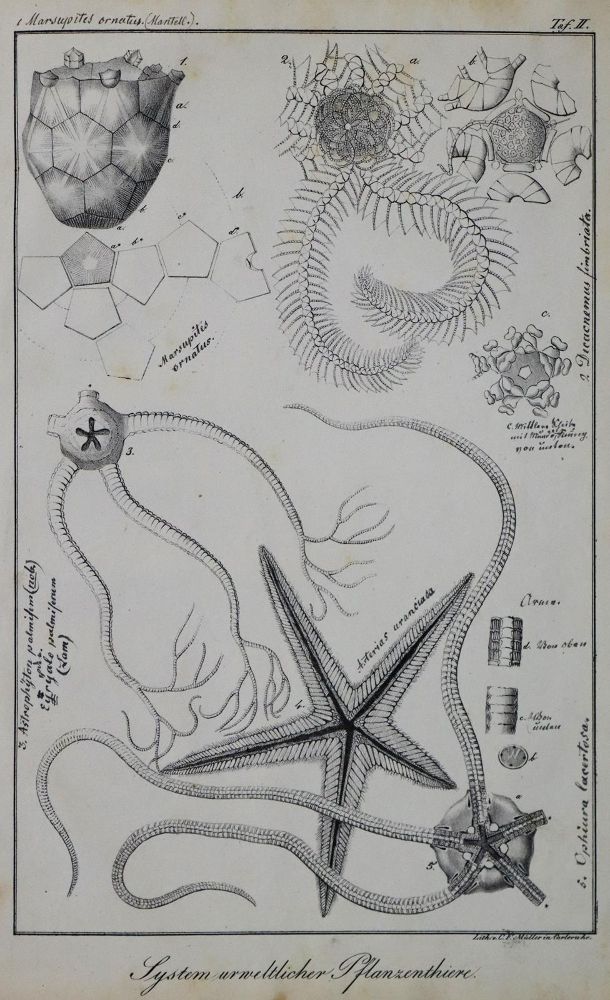 Große Abbildung Nr.2: 136-1535 Bronn,H.G.: (Zoologie)
