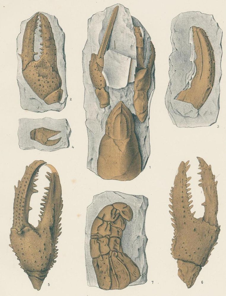 Große Abbildung Nr.2: 136-1538 Fritsch,A.: (Zoologie, Crustaceen, Paläontologie)