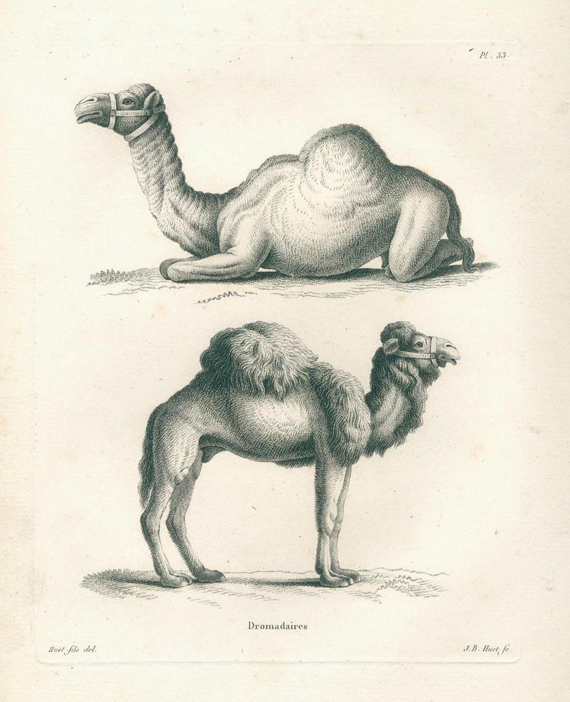 Große Abbildung Nr.2: 136-1543 Huet, (Nicolas).: (Zoologie)