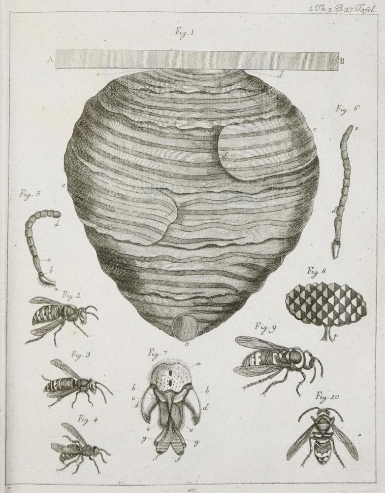 Große Abbildung Nr.1: 136-1544 De Geer,C.: (Zoologie, Insekten)