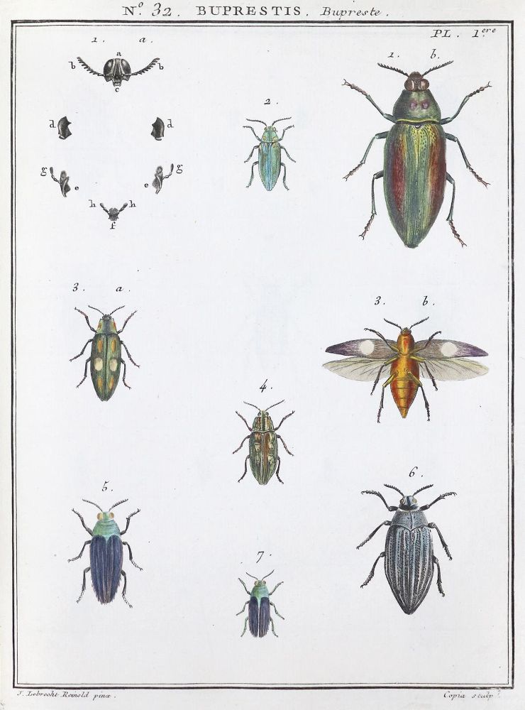 Große Abbildung Nr.1: 136-1545 Olivier,(G.A.).: (Zoologie, Insekten)