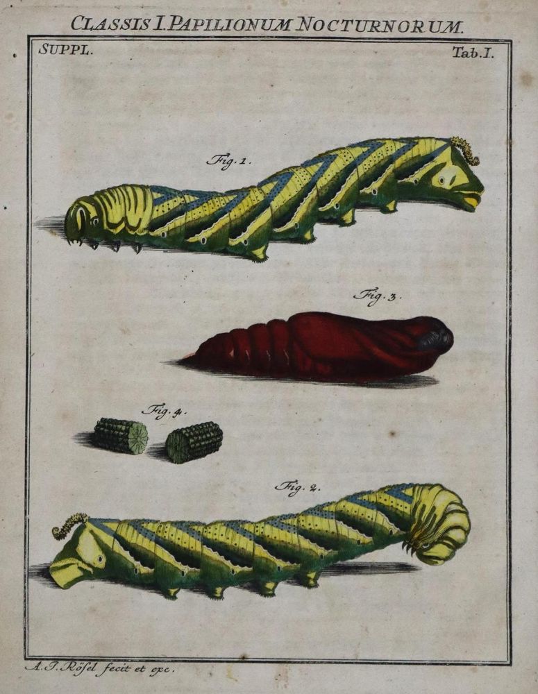 Große Abbildung Nr.1: 136-1546 Rösel von Roselhof,A.J.: (Zoologie, Insekten)