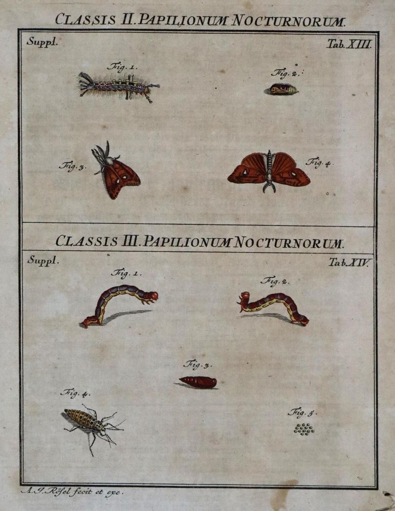 Große Abbildung Nr.3: 136-1546 Rösel von Roselhof,A.J.: (Zoologie, Insekten)