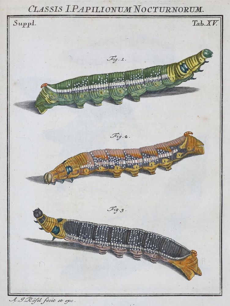 Große Abbildung Nr.1: 136-1547 Rösel von Rosenhof,A.J.: (Zoologie, Insekten)