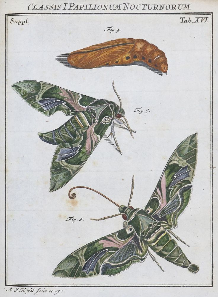 Große Abbildung Nr.2: 136-1547 Rösel von Rosenhof,A.J.: (Zoologie, Insekten)