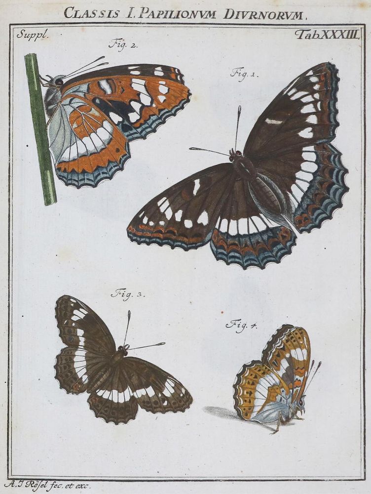 Große Abbildung Nr.3: 136-1547 Rösel von Rosenhof,A.J.: (Zoologie, Insekten)