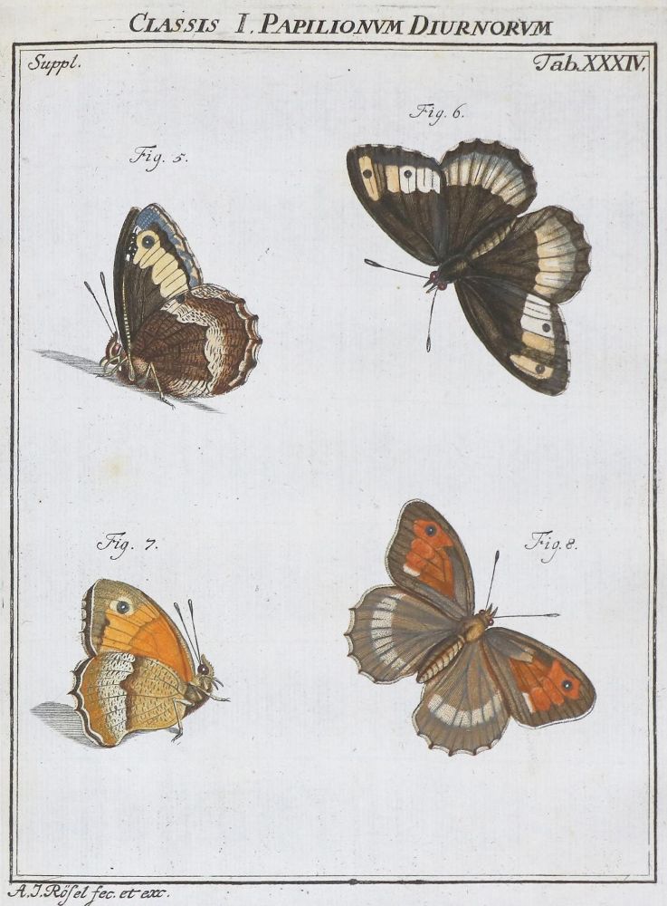 Große Abbildung Nr.4: 136-1547 Rösel von Rosenhof,A.J.: (Zoologie, Insekten)