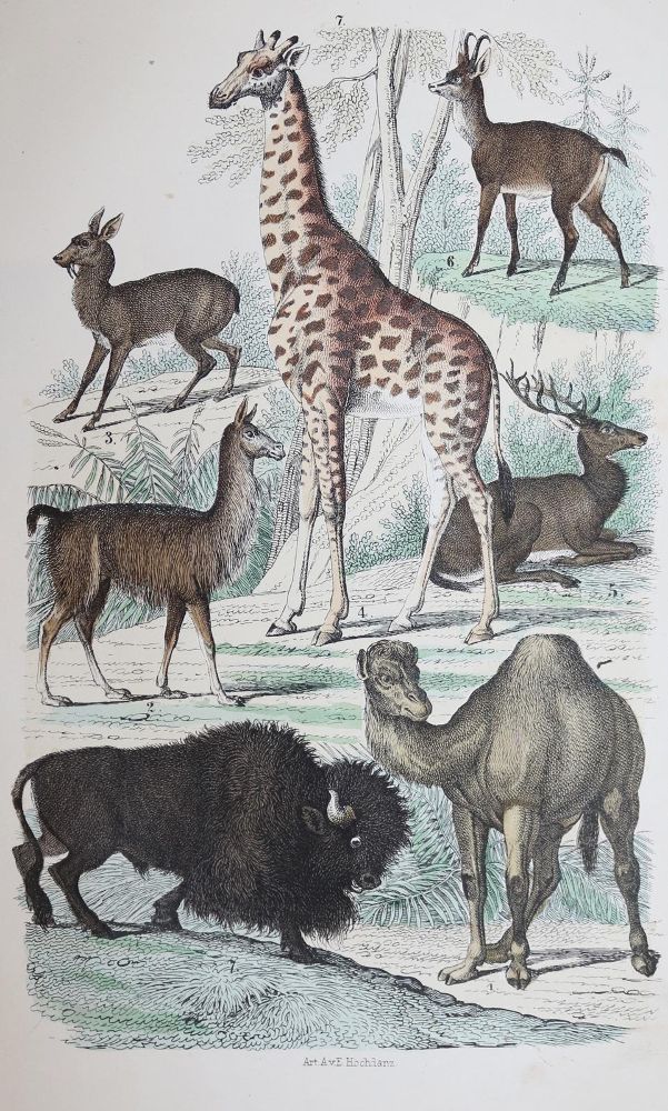 Große Abbildung Nr.1: 136-1558 Rebau,H.: (Zoologie)