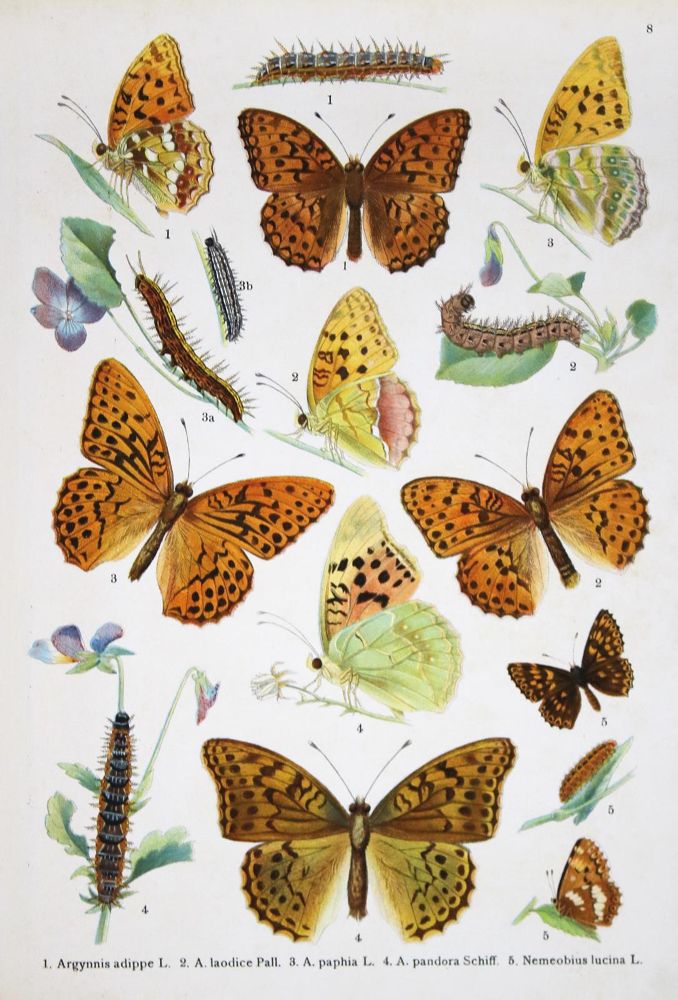 Große Abbildung Nr.1: 136-1560 Blaschke,P.: (Zoologie, Schmetterlinge)