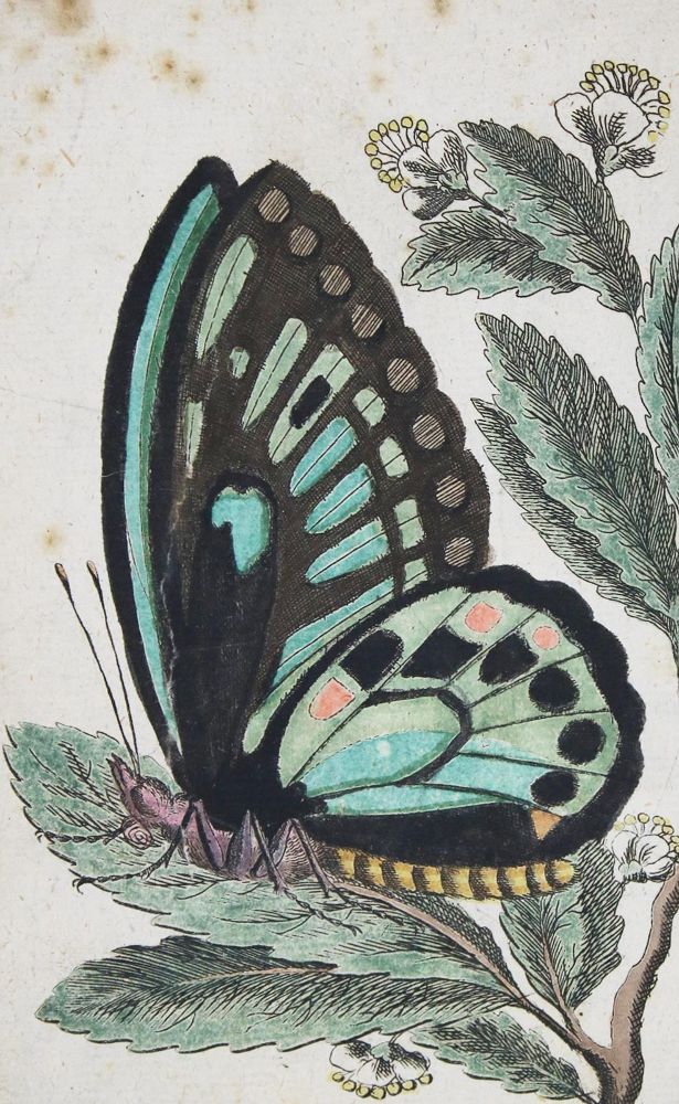 Große Abbildung Nr.1: 136-1563 [Scheureck,F.G.].: (Zoologie, Schmetterlinge)
