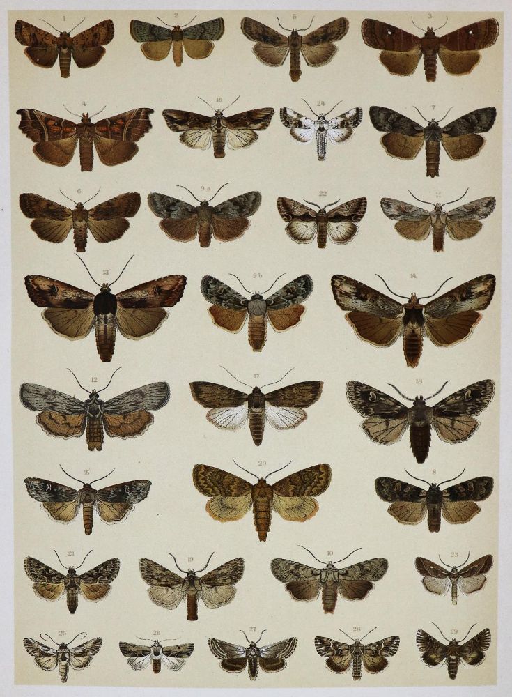 Große Abbildung Nr.2: 136-1564 Spuler,A.: (Zoologie, Schmetterlinge)