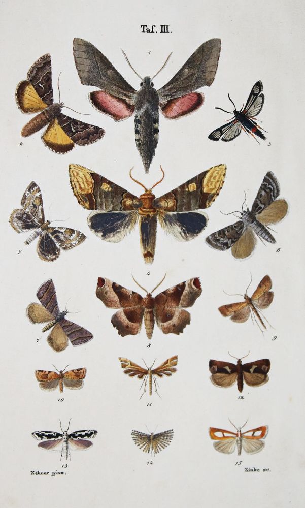 Große Abbildung Nr.1: 136-1565 Treitschke, Fr.: (Zoologie, Schmetterlinge)