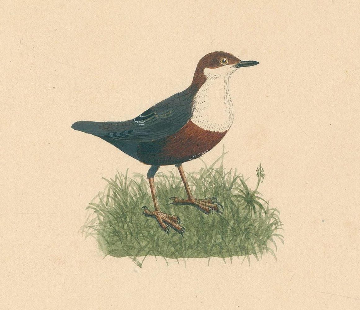 Große Abbildung Nr.1: 136-1567 Burckhardt,K.R.: (Zoologie, Vögel)