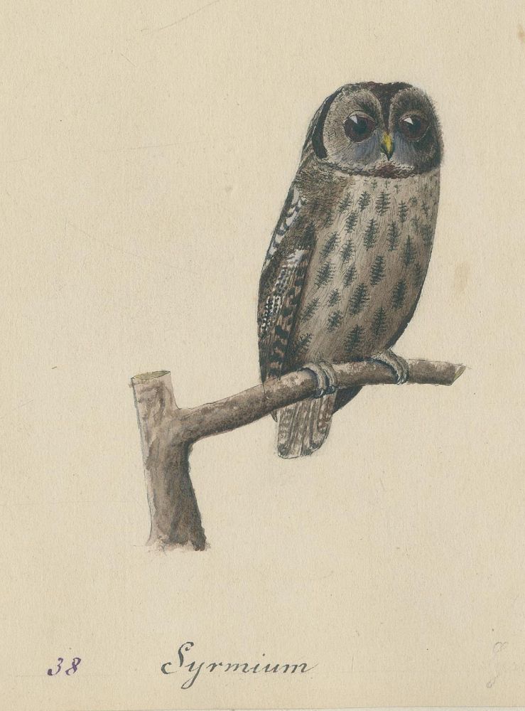 Große Abbildung Nr.2: 136-1567 Burckhardt,K.R.: (Zoologie, Vögel)