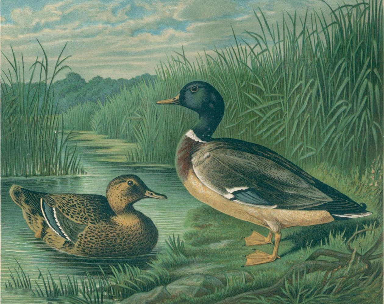 Große Abbildung Nr.2: 136-1568 Maar,A.: (Zoologie, Vögel, Enten)