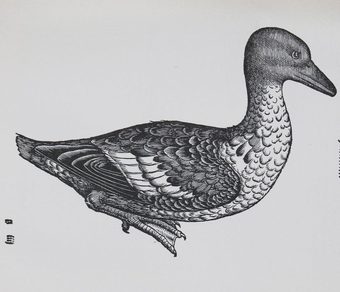 Große Abbildung Nr.11: 136-1569 Gessner,C.: (Zoologie, Vögel)