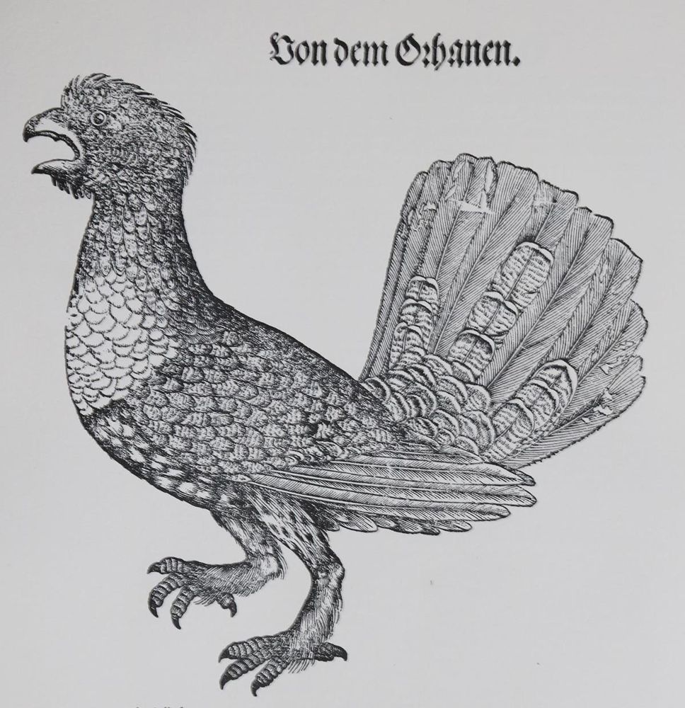 Große Abbildung Nr.2: 136-1569 Gessner,C.: (Zoologie, Vögel)
