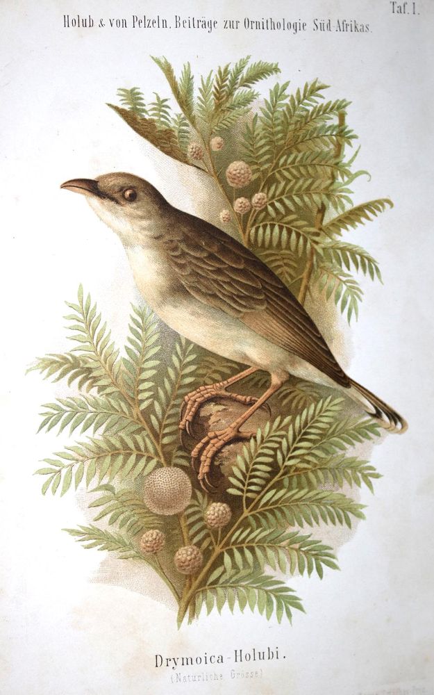 Große Abbildung Nr.1: 136-1571 Holub,E. u. A.v.Pelzeln.: (Zoologie, Vögel)