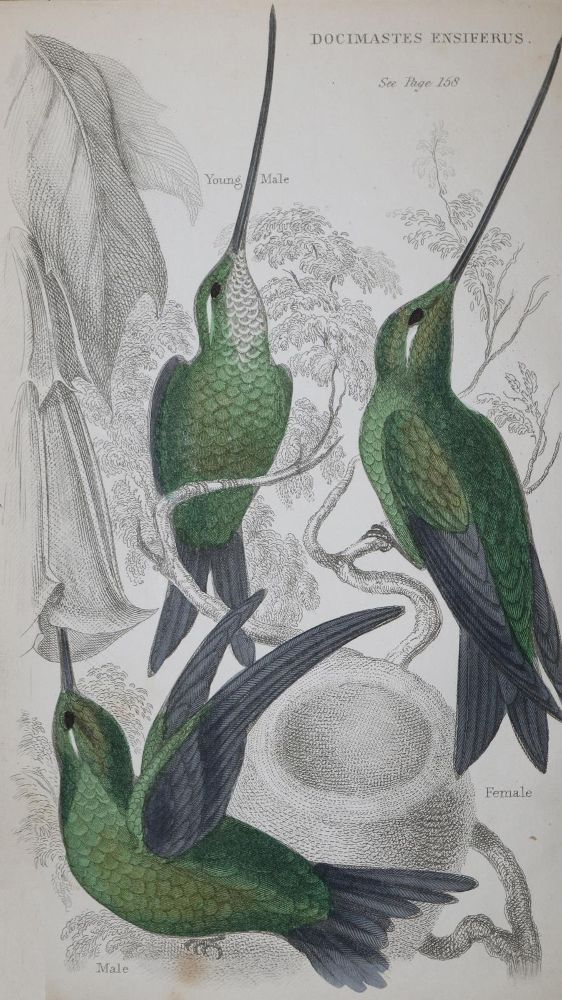 Große Abbildung Nr.1: 136-1572 Martin,W.C.L. u. J.Gould.: (Zoologie, Vögel, Kolibris)