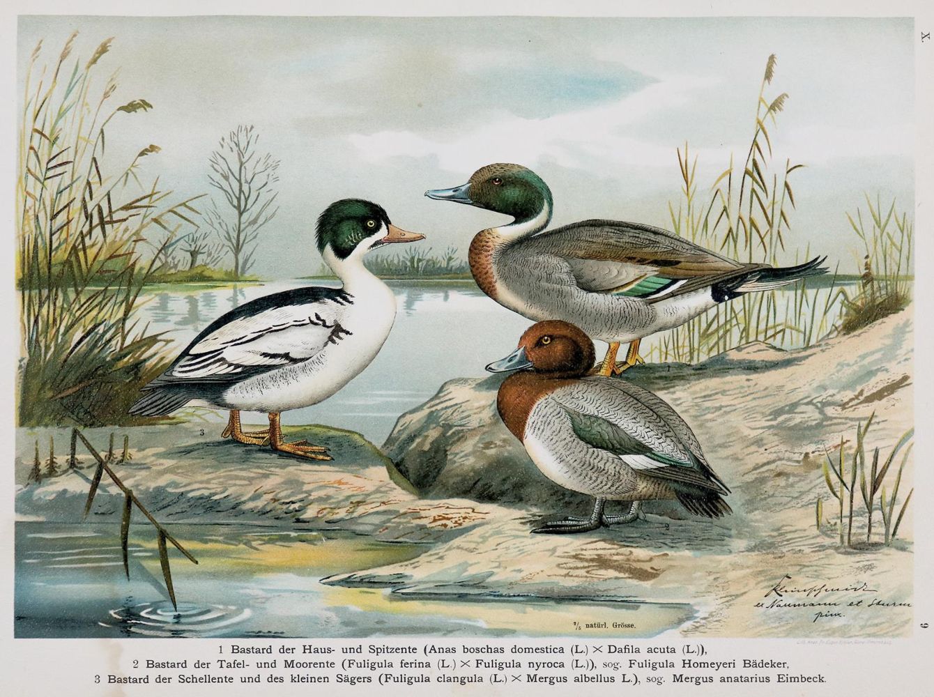 Große Abbildung Nr.1: 136-1573 Naumann,(J.A.).: (Zoologie, Vögel)