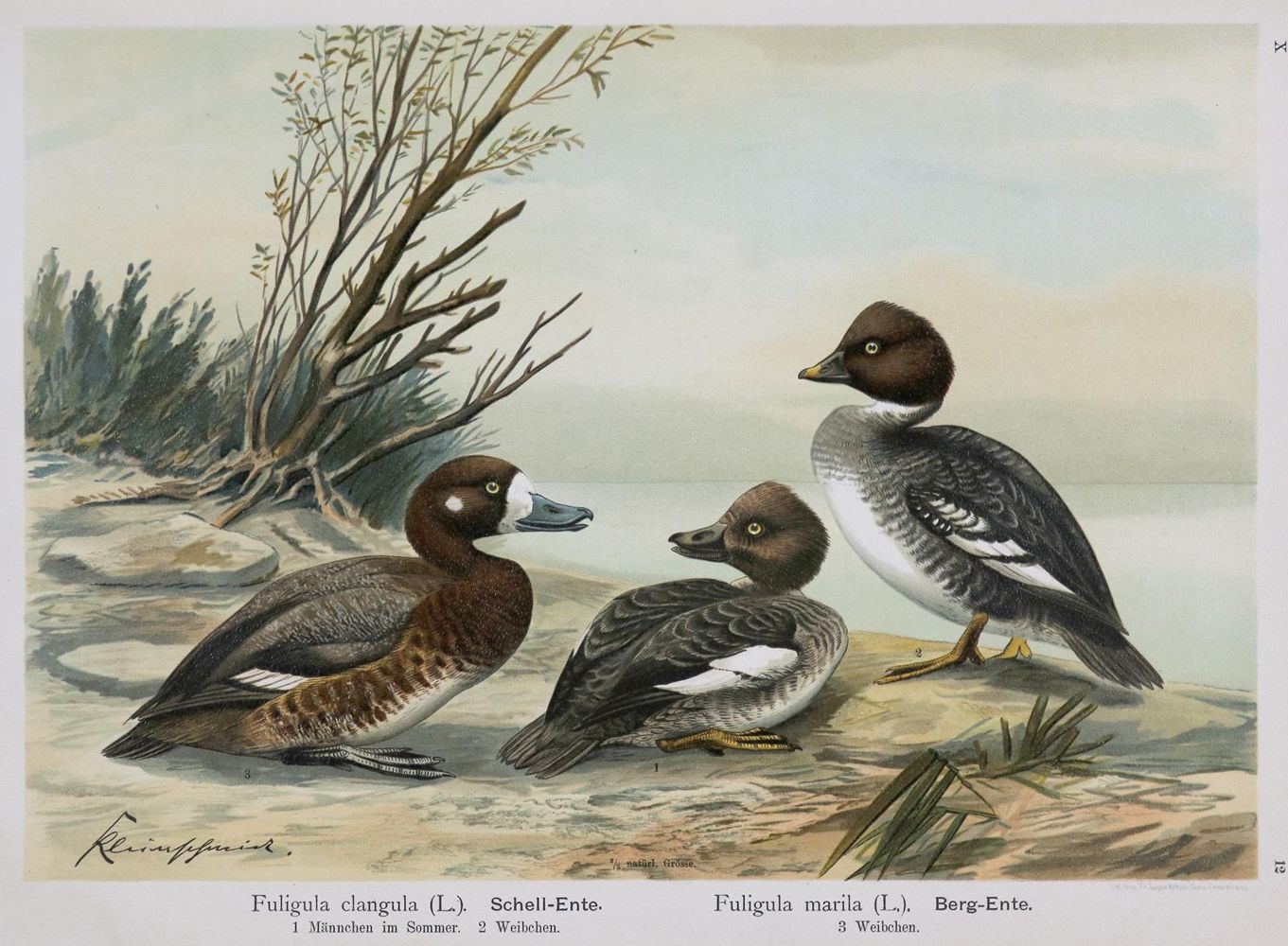 Große Abbildung Nr.2: 136-1573 Naumann,(J.A.).: (Zoologie, Vögel)