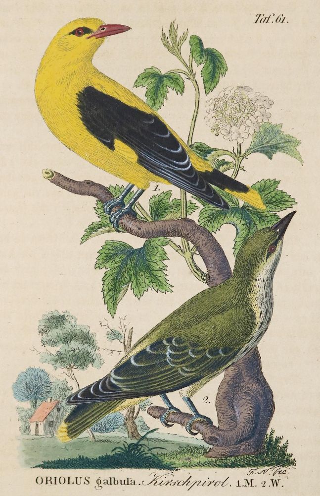 Große Abbildung Nr.2: 136-1574 Naumann,Johann Andreas.: (Zoologie, Vögel)