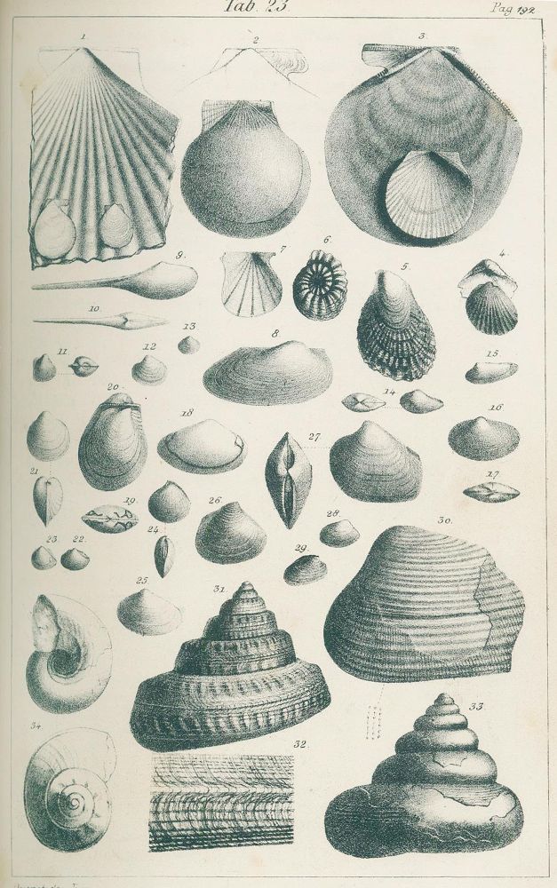 Große Abbildung Nr.2: 136-1635 Quenstedt,F.A.: (Verschiedene Gebiete - Varia, Geologie - Mineralogie u. Paläontologie, Jura)
