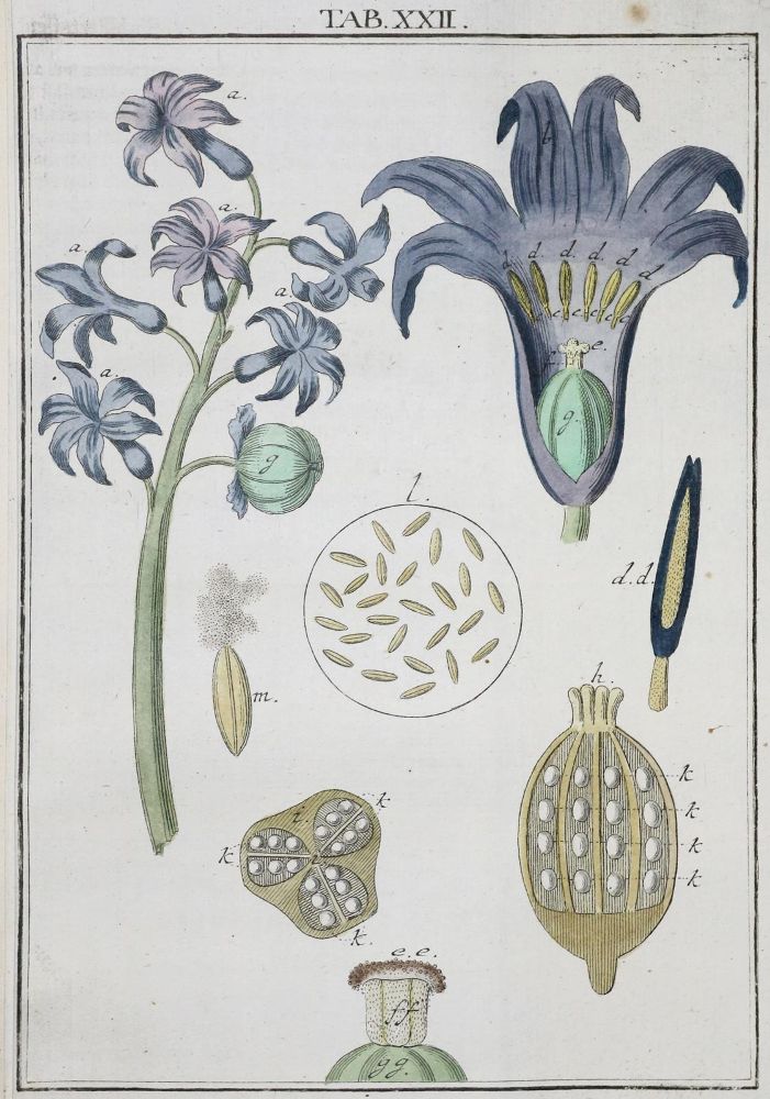 Große Abbildung Nr.1: 136-1684 Ledermüller,M.F.: (Verschiedene Gebiete - Varia, Mikroskopie)
