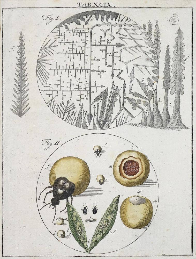 Große Abbildung Nr.2: 136-1684 Ledermüller,M.F.: (Verschiedene Gebiete - Varia, Mikroskopie)