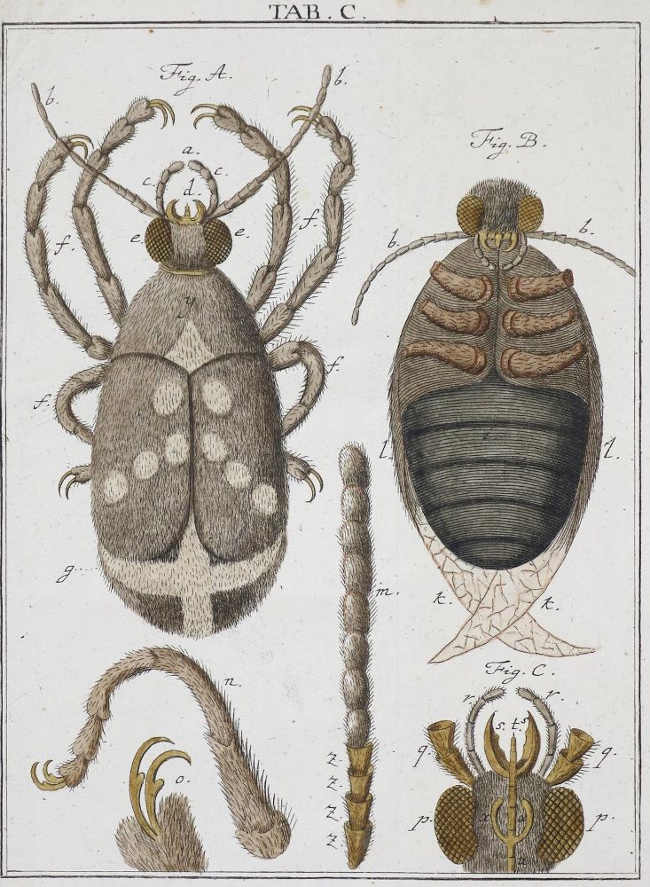 Große Abbildung Nr.3: 136-1684 Ledermüller,M.F.: (Verschiedene Gebiete - Varia, Mikroskopie)