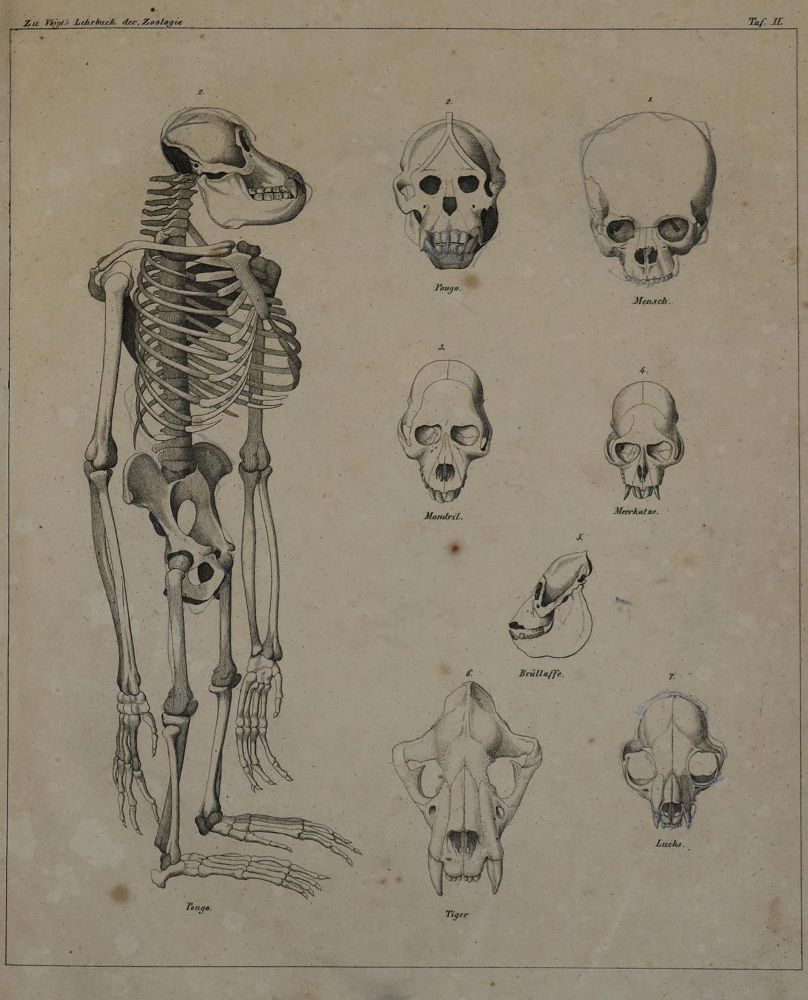 Große Abbildung Nr.1: 136-1687 Naturgeschichte der Drei Reiche.: (Verschiedene Gebiete - Varia)