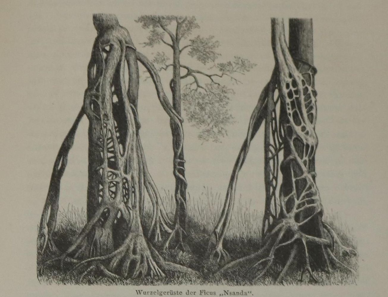 Große Abbildung Nr.2: 136-1748 Güssfeldt,P. u.a.: (Afrika)