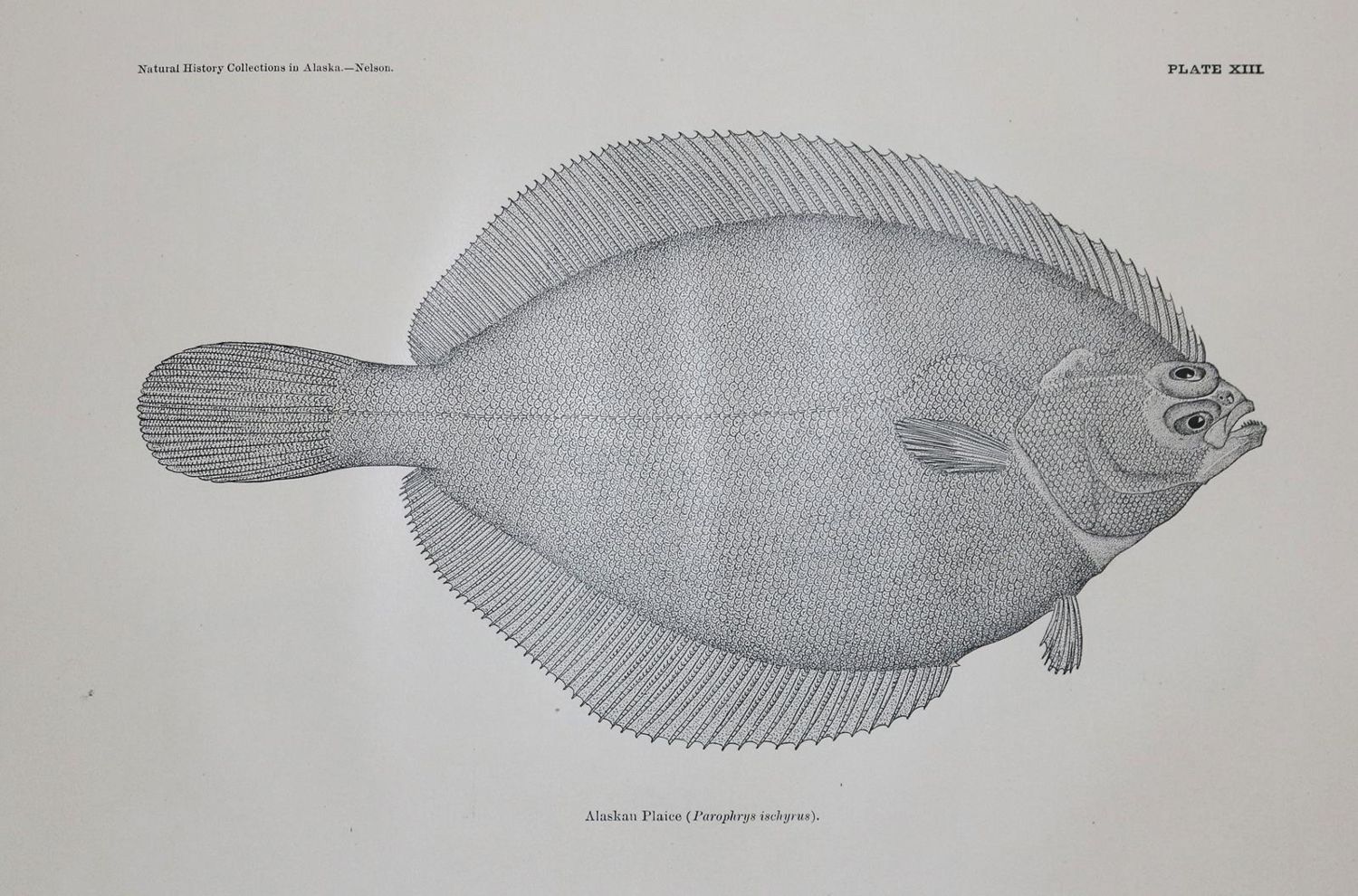 Große Abbildung Nr.1: 136-1773 Turner,L.M. u. E.W.Nelson.: (Amerika, Alaska)