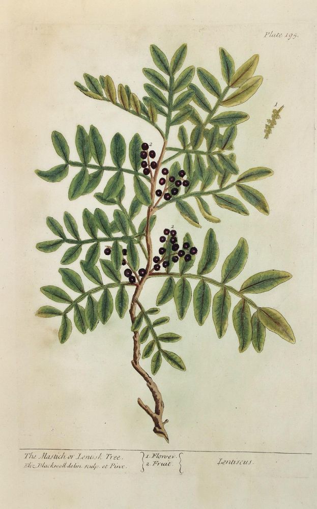 Große Abbildung Nr.1: 136-2720 64 Planzenkupfer wohl aus dem Werk:: (Varia, Botanik)