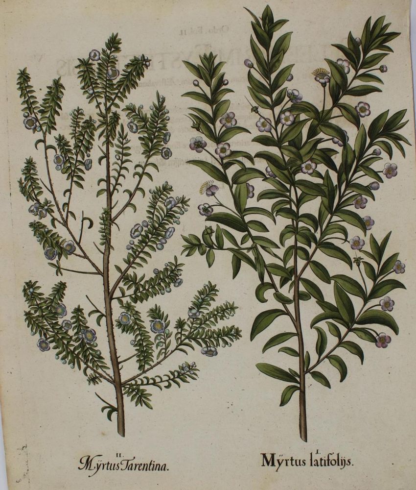 Große Abbildung Nr.4: 136-2721 Besler.: (Varia, Botanik)
