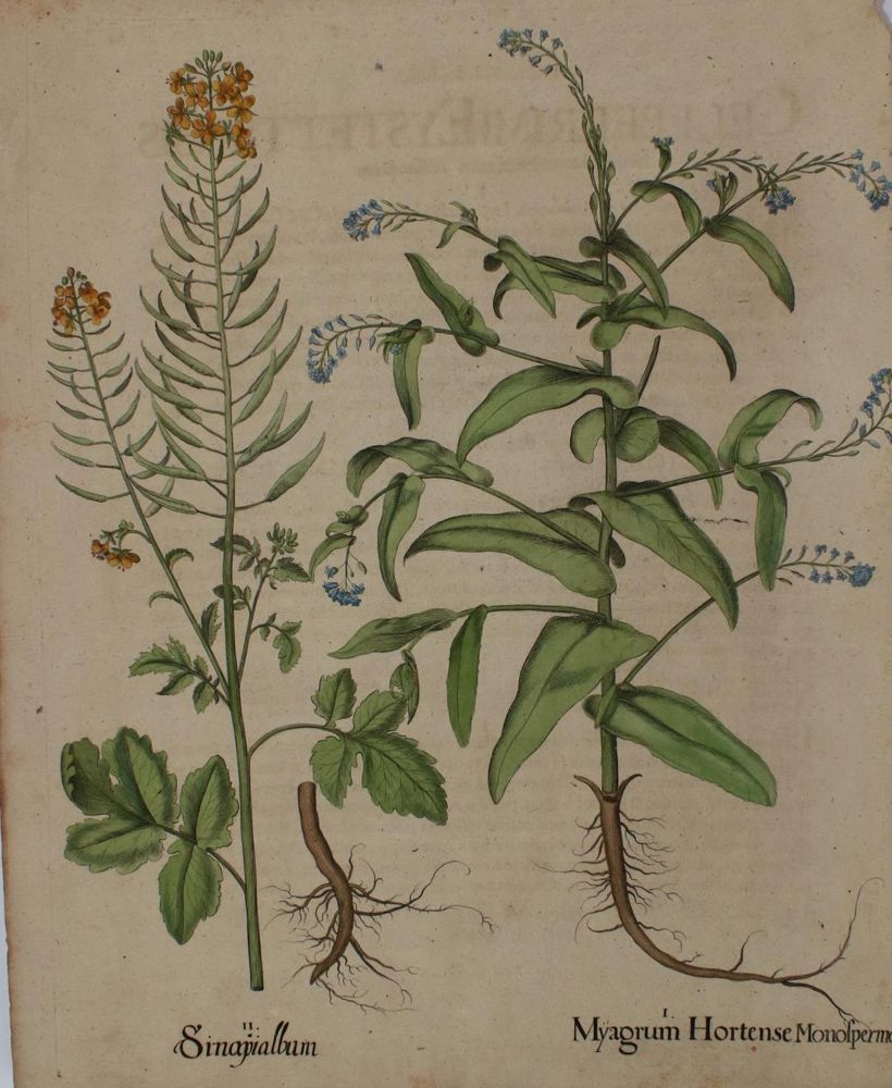 Große Abbildung Nr.8: 136-2721 Besler.: (Varia, Botanik)