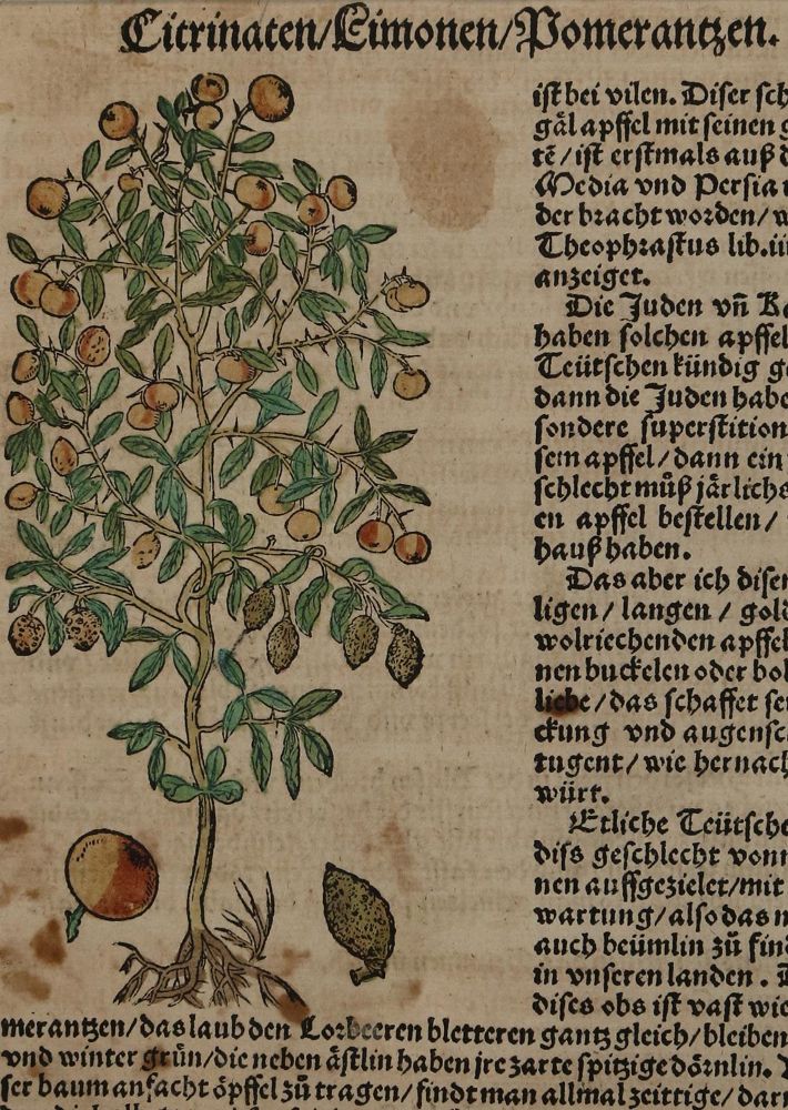 Große Abbildung Nr.1: 136-2722 Bock,H.: (Varia, Botanik)