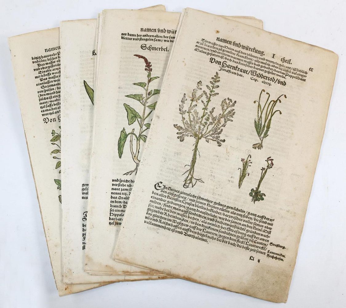 Große Abbildung Nr.11: 136-2722 Bock,H.: (Varia, Botanik)