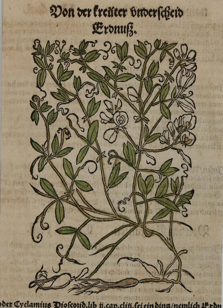 Große Abbildung Nr.3: 136-2722 Bock,H.: (Varia, Botanik)