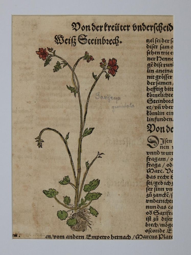 Große Abbildung Nr.5: 136-2722 Bock,H.: (Varia, Botanik)